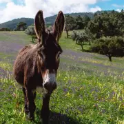 Miracle Donkey Foal Defies Odds: Two-Day-Old Orphan Forms Unbreakable Bond with 72-Year-Old Caretaker