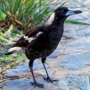 Miracle Escape: Australian Woman Survives Horror 4x4 Plunge Down 30ft Cliff