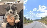 Miracle Puppy Rescue: 22 Dogs Saved from Highway Peril in Dramatic Utah Operation