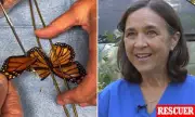 Monarch Butterfly Miraculously Spotted in New York After Epic 2,500-Mile Journey From UK