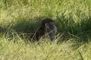 Monkey Mayhem: Research Primates Escape in Mississippi Wildlife Drama