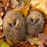 Monty Don's Genius Gardening Hack: Transform Your Lawn With This Simple Coffee Ground Trick