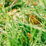 Moss Is Making a Major Comeback: Why Gardeners Are Celebrating This Natural Revolution