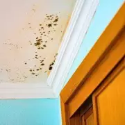 Mould Invasion: The 3p Kitchen Staple That Banishes Damp Walls and Windows for Good