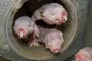 Naked Mole Rats' Anti-Ageing Secret Unlocked: The DNA Repair Discovery That Could Revolutionise Human Longevity