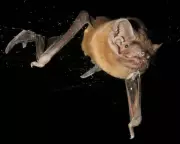 Nature's Aerial Assassin: Grisly Footage Reveals Bat Catching and Eating Robin Mid-Flight