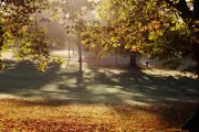 Nature's Bounty: Why Autumn 2025 Will See Britain's Trees Produce a Spectacular 'Mast Year'