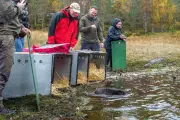 Nature's Engineers Return: Beavers Make Triumphant Comeback to Scottish Highlands