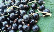 Nature's Secret Weapon: How Blackcurrant Supplements Are Revolutionising Athletic Performance