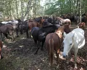 New Forest Ponies: The Truth Behind the Brand Marks and Their Welfare