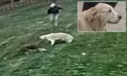 New Jersey Coyote Horror: Housekeeper and Pet Dog Viciously Attacked in Broad Daylight