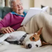 Nine Toxic Foods That Could Kill Your Dog: Vital Warning for UK Pet Owners