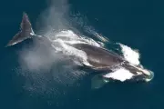 North Atlantic Right Whale Population Shows First Signs of Recovery in Over a Decade