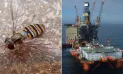 North Sea Oil Rigs Become Vital Pit Stops for Exhausted Hoverflies on 300-Mile Migrations