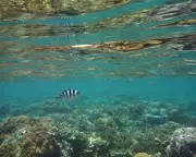 Oceans in Peril: Uncharted Warming Pushes Marine Ecosystems to the Brink