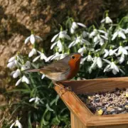 October Gardening Gold: 10 Stunning Plants to Transform Your Autumn Garden