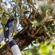 October Pruning Secrets: 5 Trees That Demand Your Attention Now