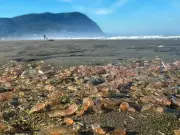 Oregon Coastline Transformed: Millions of Sea Cucumbers Create Bizarre Underwater Phenomenon