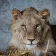 Orphaned Lion Cub Rescued From War-Torn Ukraine Finds New Home at British Zoo