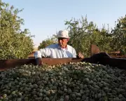 Palestinian Produce Sales Soar in UK Supermarkets as Shoppers Show Solidarity