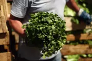 Parsley Power: The Humble Herb That Could Transform Your Health and Banish Bloating