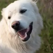 Paws for Thought: How This Animal Shelter's Clever 'Double Dating' Scheme Is Saving Lives