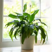 Peace Lily Care Secrets: The Ultimate Guide to Lush, Flowering Houseplants