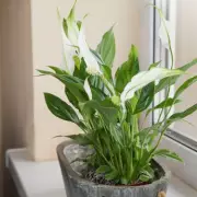 Peace Lily Leaves Turning Yellow? Expert Reveals 7 Simple Fixes for Lush Green Foliage