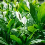 Peace Lily Perfection: Expert Reveals Simple Secrets to Prevent Brown Leaves and Drooping Forever