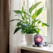 Peace Lily Secrets: 7 Expert Hacks for Lush, Vibrant Leaves That Never Turn Brown