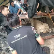 Pet Lion Sparks Panic in Quiet Neighbourhood After Dramatic Escape