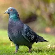 Pigeon-Proof Your Garden: The One Flower These Feathered Pests Absolutely Despise