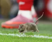 Pitch Invasion: Cardiff City Defends Rodent Control Policy After Rat Halts Wales Football Match
