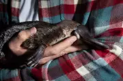 Platypus Return to Sydney's Royal National Park After 50-Year Absence in Conservation Triumph