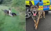 Police Dog Takes Down Topless Burglar in Dramatic Jewellery Heist Arrest