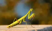 Praying Mantis Invasion in Cornwall: Tropical Insects Hitchhike in Tourist Luggage