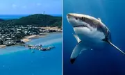 Queensland Shark Horror: Fisherman Killed in Brutal Attack Near Thursday Island