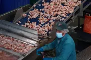 Radioactive Shrimp Scandal: Michigan Recalls Contaminated Seafood from Indonesia