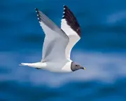 Rare Bird Invasion: Autumn Gales Deliver Exotic Migrants to UK Shores