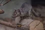 Rare Fossa Triplet Boom at Chester Zoo Brings Hope for Endangered Species
