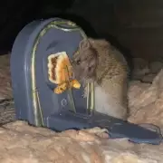 Rat Infestation Nightmare: Vermin Jump From Cupboards in Family Home