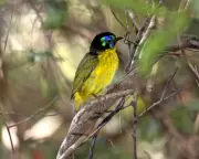 Red List Shock: One in Four Bird Species Now Threatened as Biodiversity Crisis Deepens