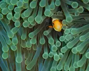 Reef Raid: Shocking Truth About Your Aquarium Fish Revealed