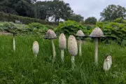 RHS Issues Urgent Shaggy Parasol Mushroom Warning After Poisonings at Yorkshire and Wisley Gardens