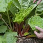 Rhubarb Warning: The One Gardening Task You Must Never Do in June