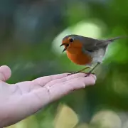 Robin Redbreast Revelation: The Surprising Spiritual Meaning When This Bird Visits You