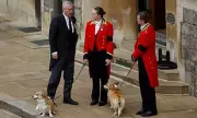 Royal Corgi Update: The Late Queen's Beloved Dogs Remain Under Prince Andrew's Care at Royal Residence