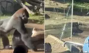 San Diego Zoo's Great Escape: Gorilla's Daring Breakout Attempt Captivates Visitors