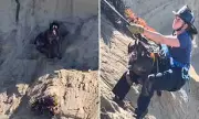 San Francisco Cliff Rescue: Dramatic Coast Guard Mission Saves Plunging Pup