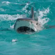 Shark Attack Survivor's Incredible Recovery: Man Swims Again After Horror Ordeal